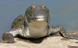 Crocodylus niloticus (Nile crocodile)