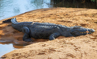Crocodylus niloticus (Nile crocodile)