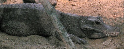 Osteolaemus tetraspis (Dwarf crocodile)