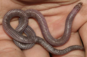 Zygaspis vandami (Van Dam's round-headed worm lizard)
