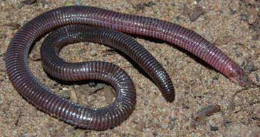 Zygaspis vandami (Van Dam's round-headed worm lizard)