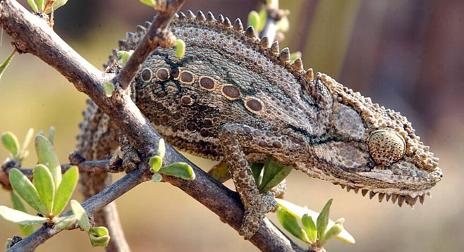 Bradypodion gutturale (Robertson dwarf chameleon, Little karoo dwarf chameleon)