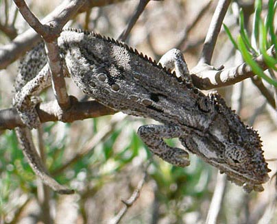 Bradypodion occidentale (Namaqua dwarf chameleon)