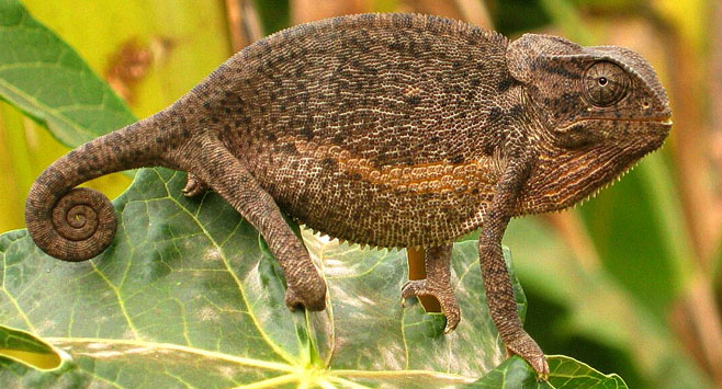 Chamaeleo dilepis (Flap-neck chameleon)