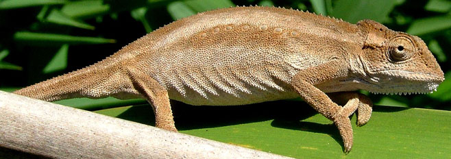 Bradypodion melanocephalum (Black-headed dwarf chameleon)