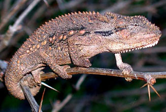 Bradypodion atromontanum (Swartberg dwarf chameleon)