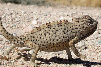 Chamaeleo namaquensis (Namaqua chameleon)
