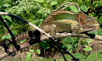 Bradypodion damaranum (Knysna dwarf chameleon)