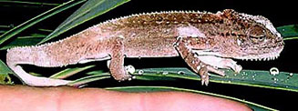 Bradypodion dracomontanum (Drakensberg dwarf chameleon)