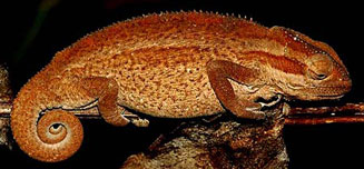 Bradypodion melanocephalum (Black-headed dwarf chameleon)