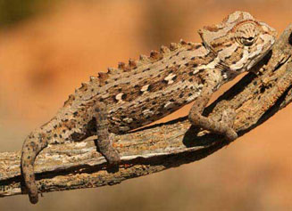 Chamaeleo namaquensis (Namaqua chameleon)
