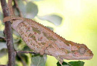 Bradypodion gutturale (Robertson dwarf chameleon, Little karoo dwarf chameleon)