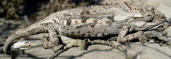 Bradypodion occidentale (Namaqua dwarf chameleon)