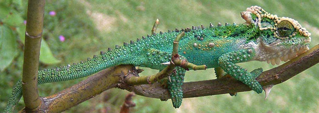 Bradypodion thamnobates (Natal midlands dwarf chameleon)