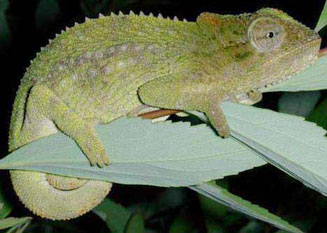 Bradypodion transvaalense (Transvaal dwarf chameleon)