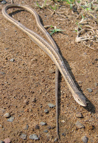Chamaesaura macrolepis (Large-scaled grass lizard)