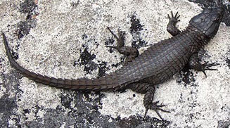 Cordylus niger (Black girdled lizard)