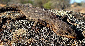 Cordylus mclachlani (McLachlan's girdled lizard)