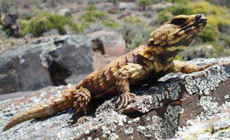 Cordylus cataphractus (Armadillo girdled lizard)