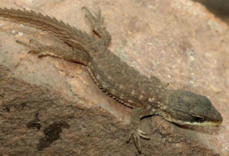 Cordylus vittifer (Transvaal girdled lizard)