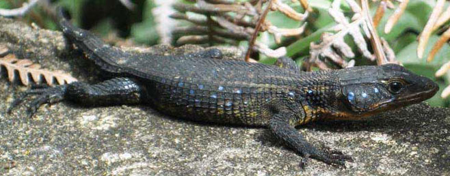 Cordylus coeruleopunctatus (Blue-spotted girdled lizard)