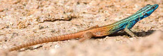 Platysaurus capensis (Cape flat lizard)