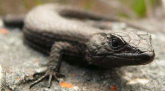 Cordylus niger (Black girdled lizard)