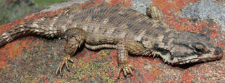 Cordylus polyzonus (Karoo girdled lizard)