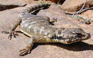Cordylus polyzonus (Karoo girdled lizard)