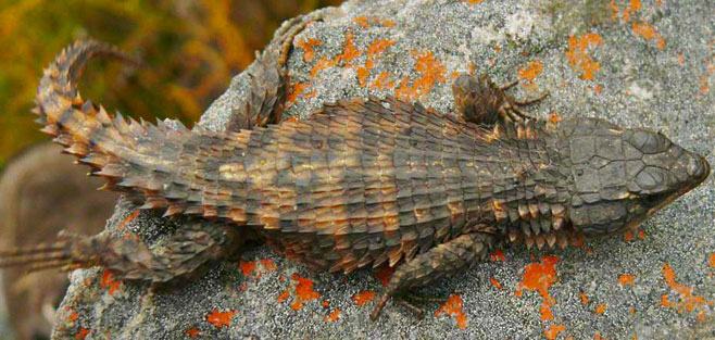 Cordylus cordylus (Cape girdled lizard)