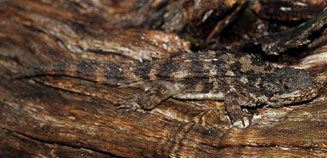 Cordylus macropholis (Large-scaled girdled lizard)