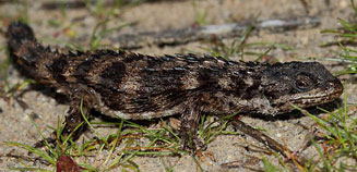 Cordylus macropholis (Large-scaled girdled lizard)