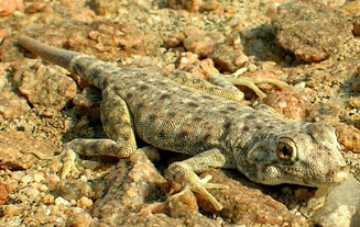 Rhoptropus afer (Common Namib day gecko)