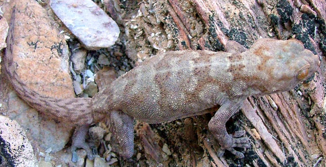 Pachydactylus haackei (Haacke's thick-toed gecko)