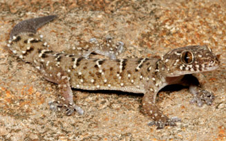 Pachydactylus vansoni (Van Son's thick-toed gecko)