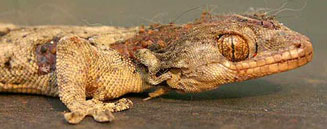 Homopholis walbergii (Wahlberg's velvet gecko)