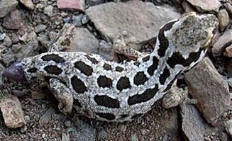 Pachydactylus maculatus (Spotted gecko)