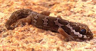 Pachydactylus barnardi (Barnard's rough gecko)
