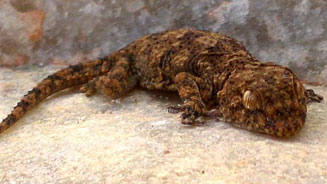 Pachydactylus namaquensis (Namaqua thick-toed gecko)