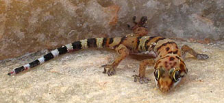 Pachydactylus weberi (Weber's thick-toed gecko)