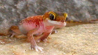 Pachydactylus austeni (Austen's thick-toed gecko)