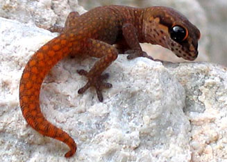 Pachydactylus geitje (Occelated gecko)