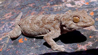 Pachydactylus kladaroderma (Thin-skinned thick-toed gecko)