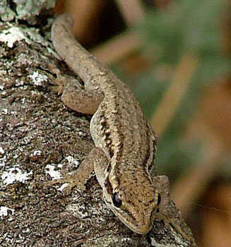 Lygodactylus capensis (Cape dwarf gecko)