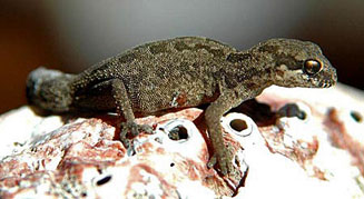 Pachydactylus maculatus (Spotted gecko)