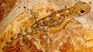 Homopholis walbergii (Wahlberg's velvet gecko)