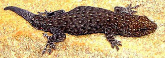 Lygodactylus ocellatus (Spotted dwarf gecko)