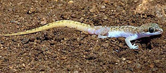 Pachydactylus punctatus (Speckled thick-toed gecko)
