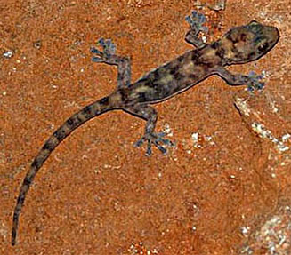 Afroedura transvaalica (Transvaal flat gecko)