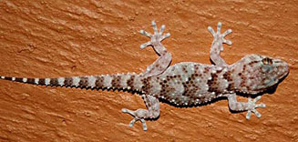 Chondrodactylus turneri (Turner's gecko)